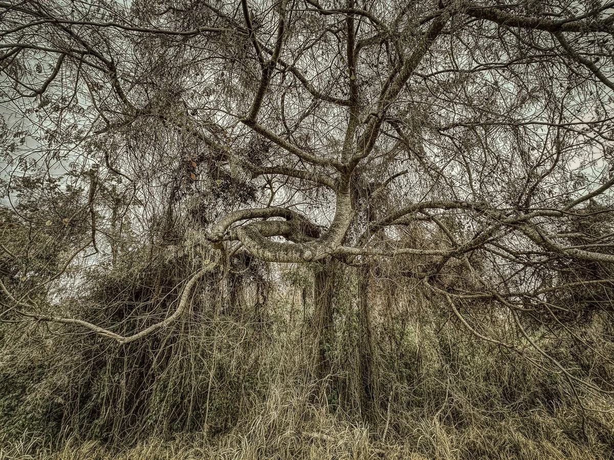 Frigid, Florida 2026-3.jpg