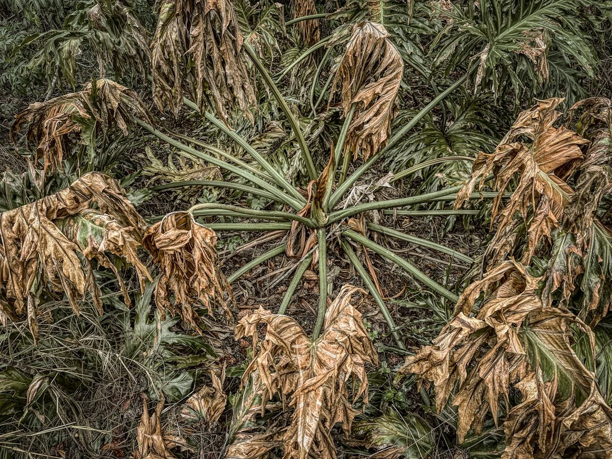 Frigid, Florida 2026-10.jpg