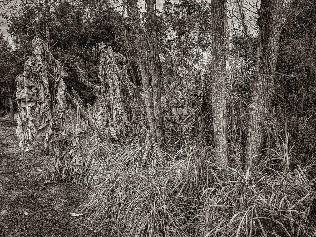 Casselberry Trail-2.jpg