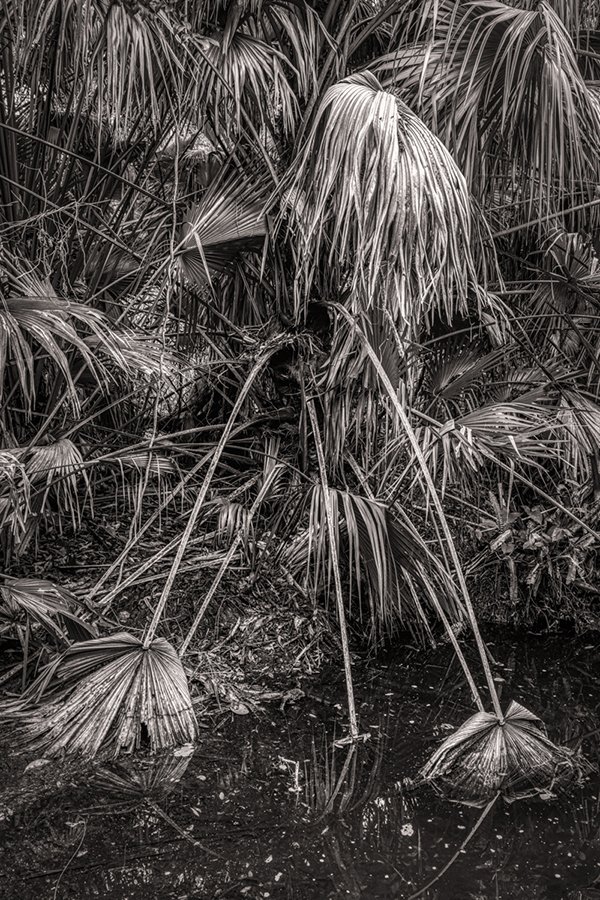 Casselberry Trail-7.jpg