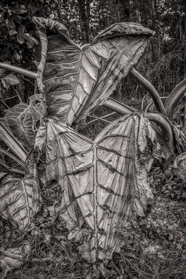 Philodendron Pair.jpg