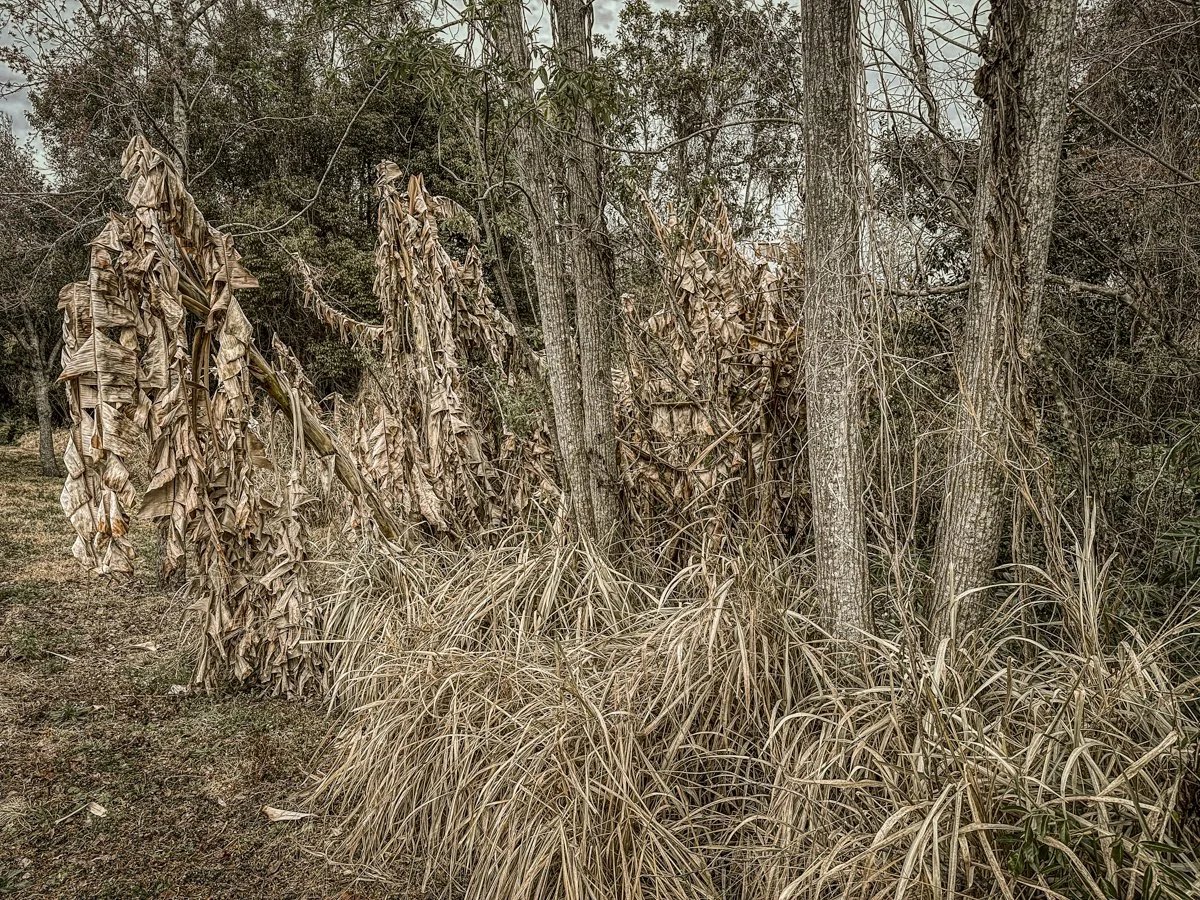 Frigid, Florida 2026-2.jpg