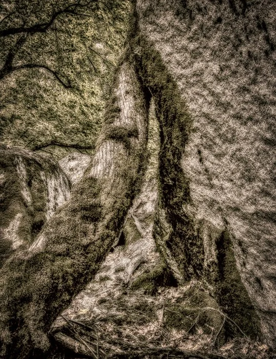 Yosemite, Tree and Rock, 2004-2026.jpg