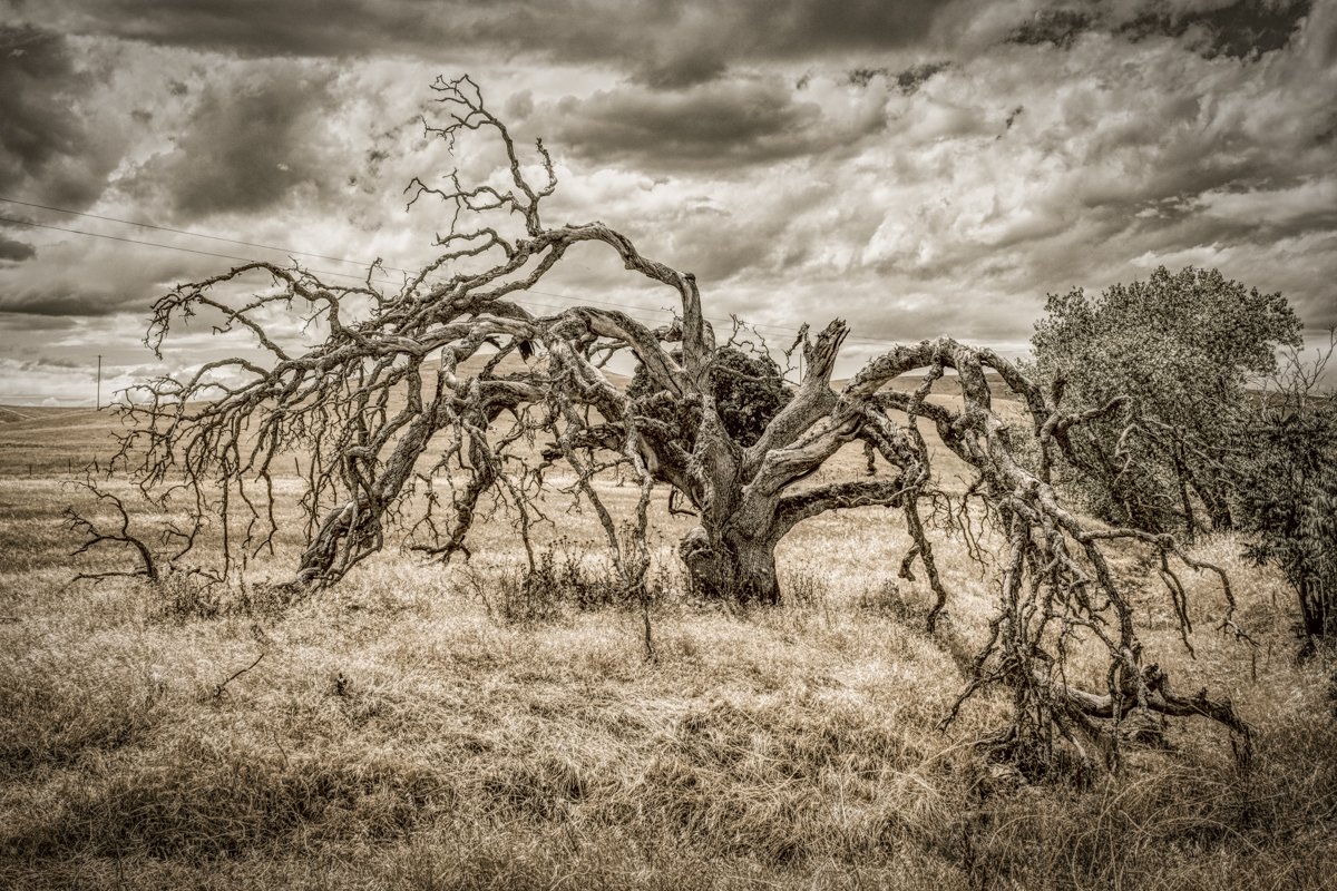 Milton, CA 2022
