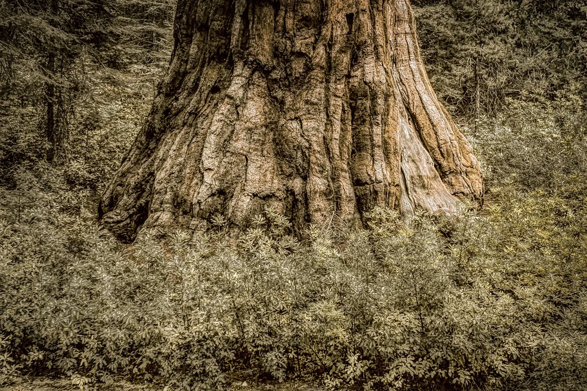 Yosemite, CA 2002