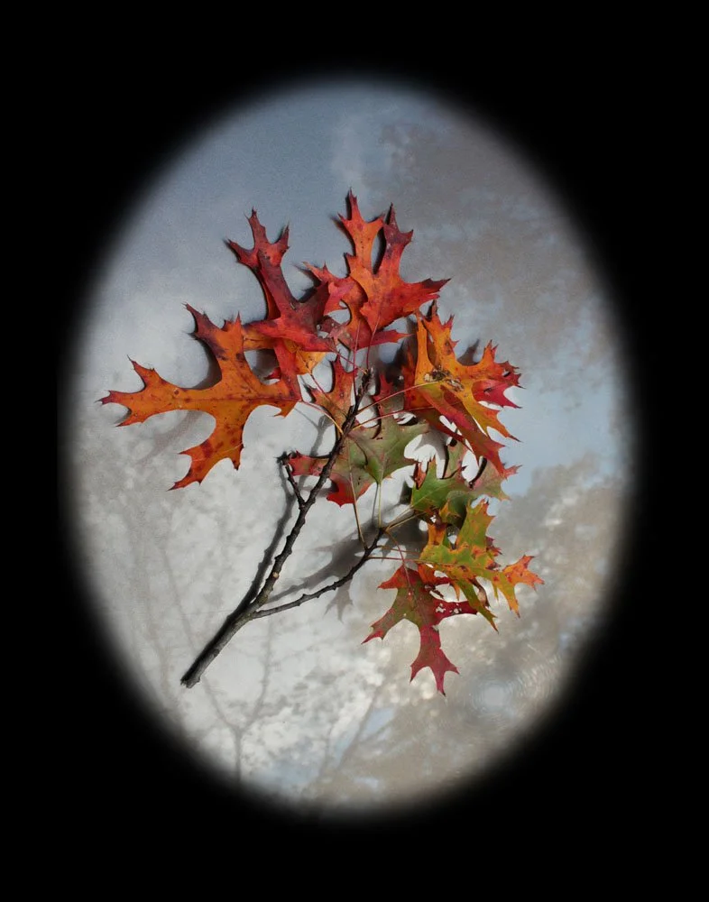 (29) Mirrored Oak Leaves # 349 matted - 11x14 print (in box).jpg