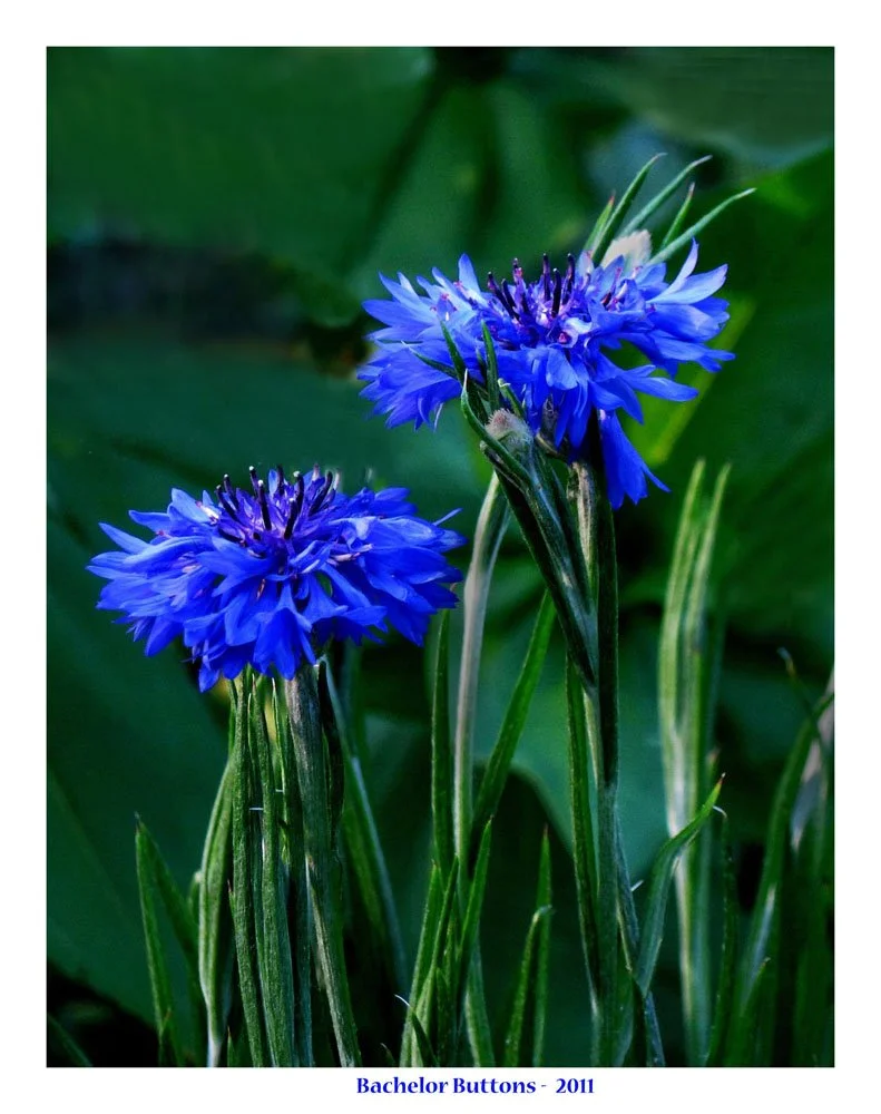+++Cornflowers from garden 2011 copy.jpg