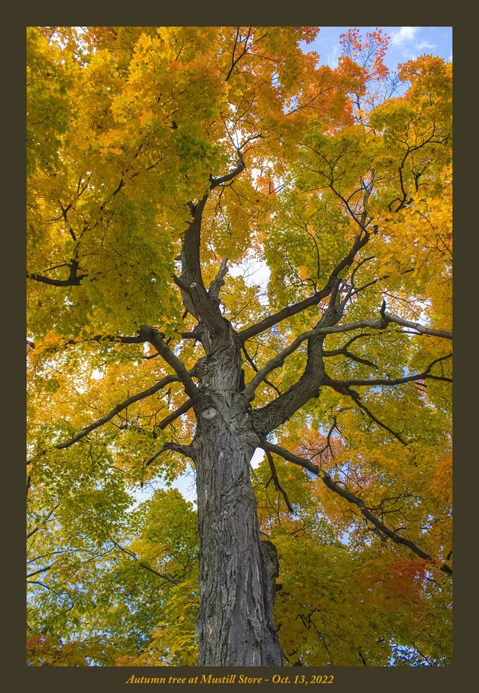 autmun tree at Mustill store -2- 10-13-2022.jpg