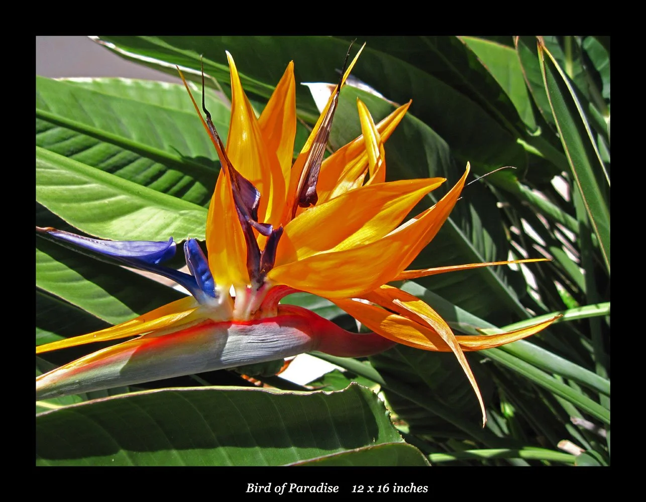 Bird of Paradise 12x16.jpg