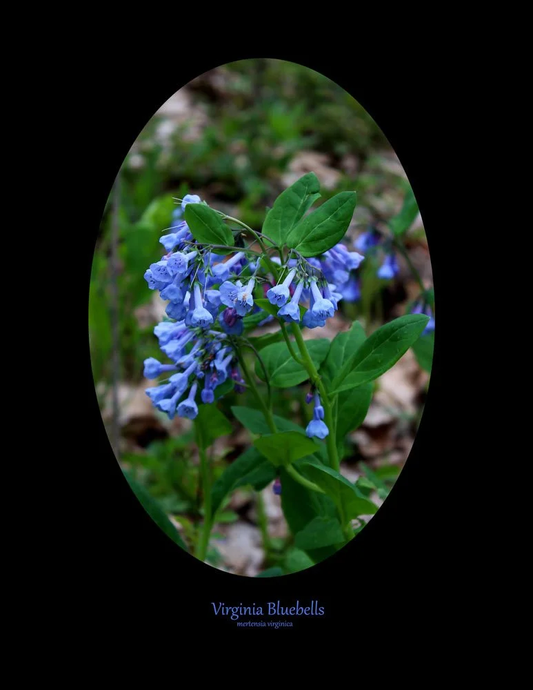Bluebell with oval mat and title.jpg