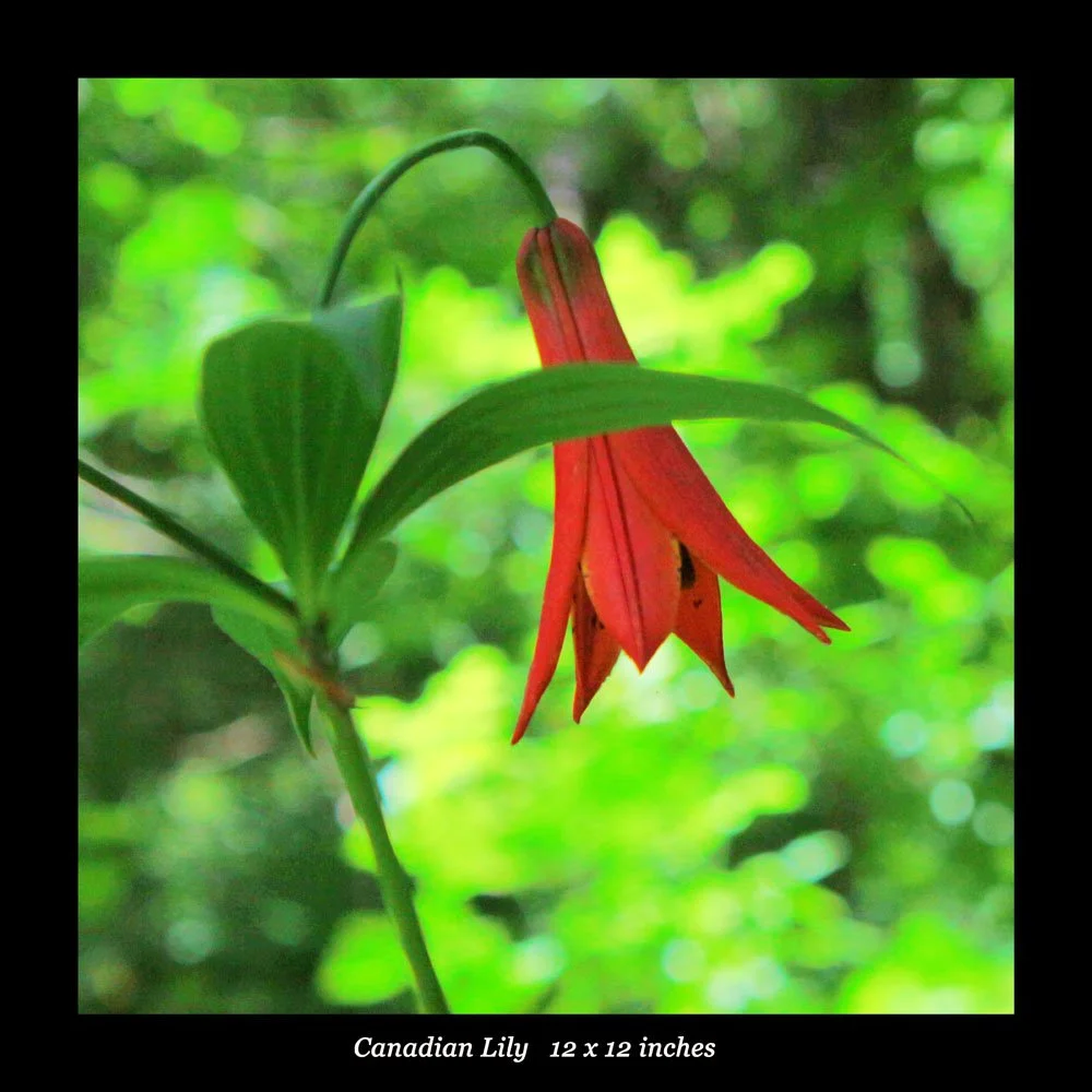 Canadian Lily 12x12.jpg