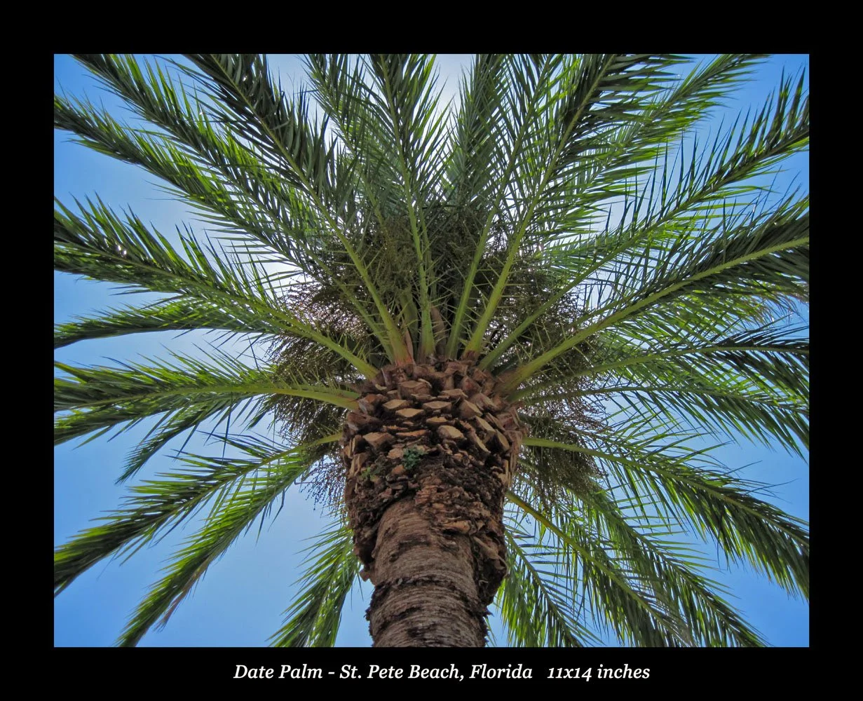 Date Palm titled.jpg