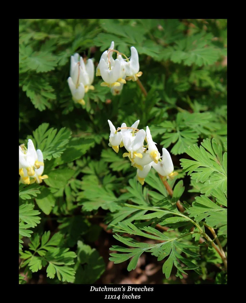 Dutchman's breeches.jpg