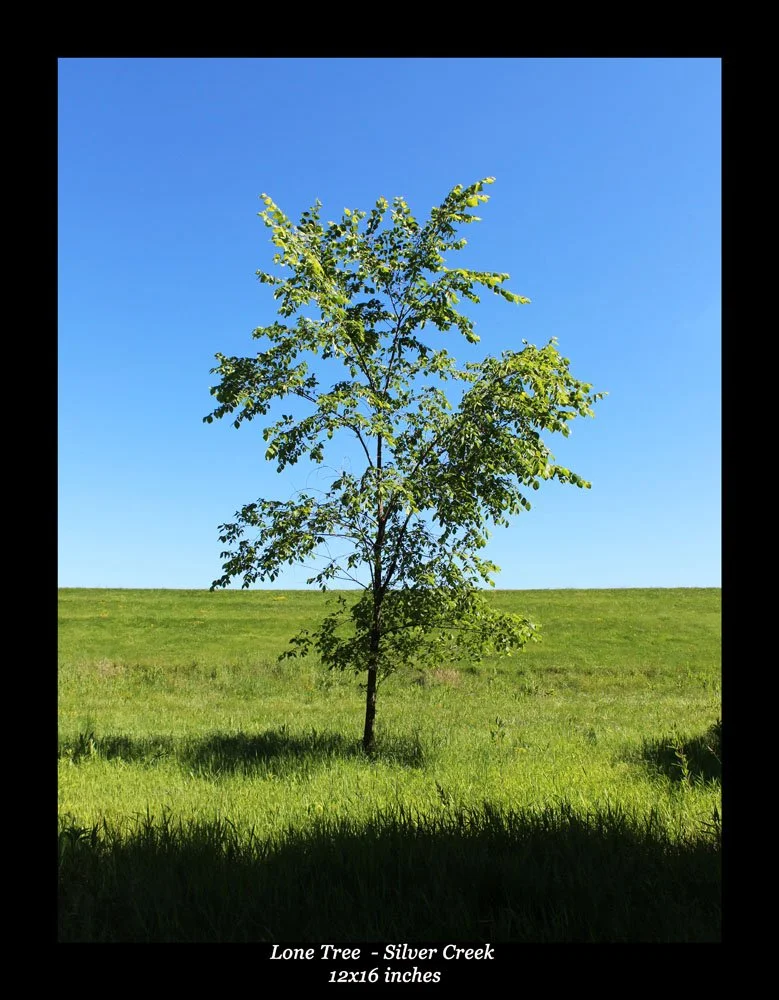 Lone tree.jpg