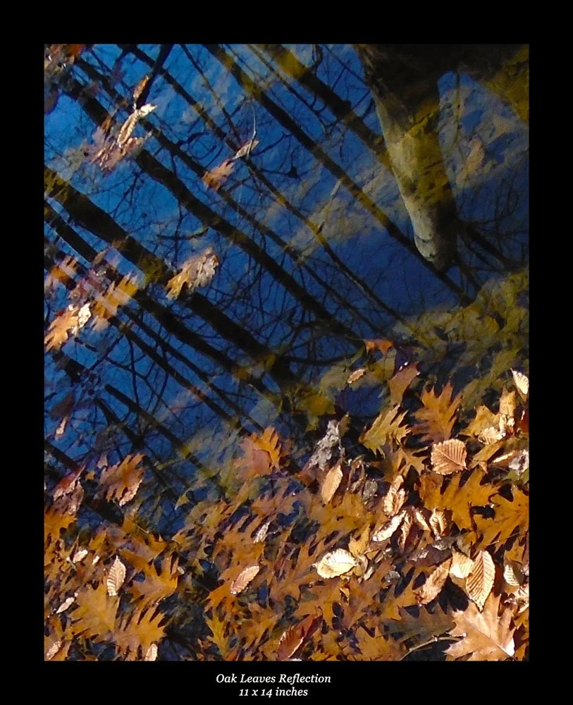 Oak Leaves reflection 11x14.jpg