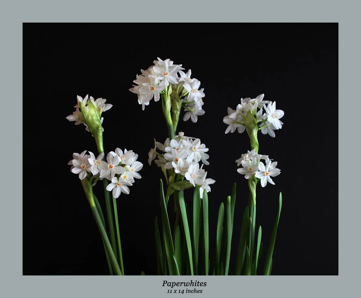 Paperwhites.jpg