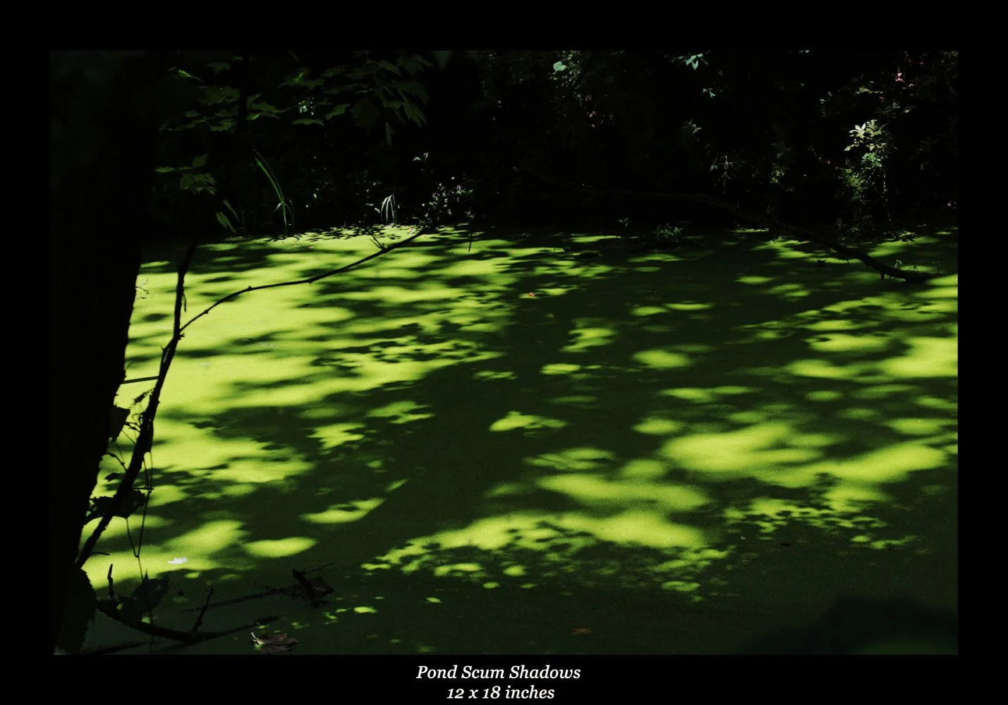 Pond Scum shadows - Ira Rd.jpg