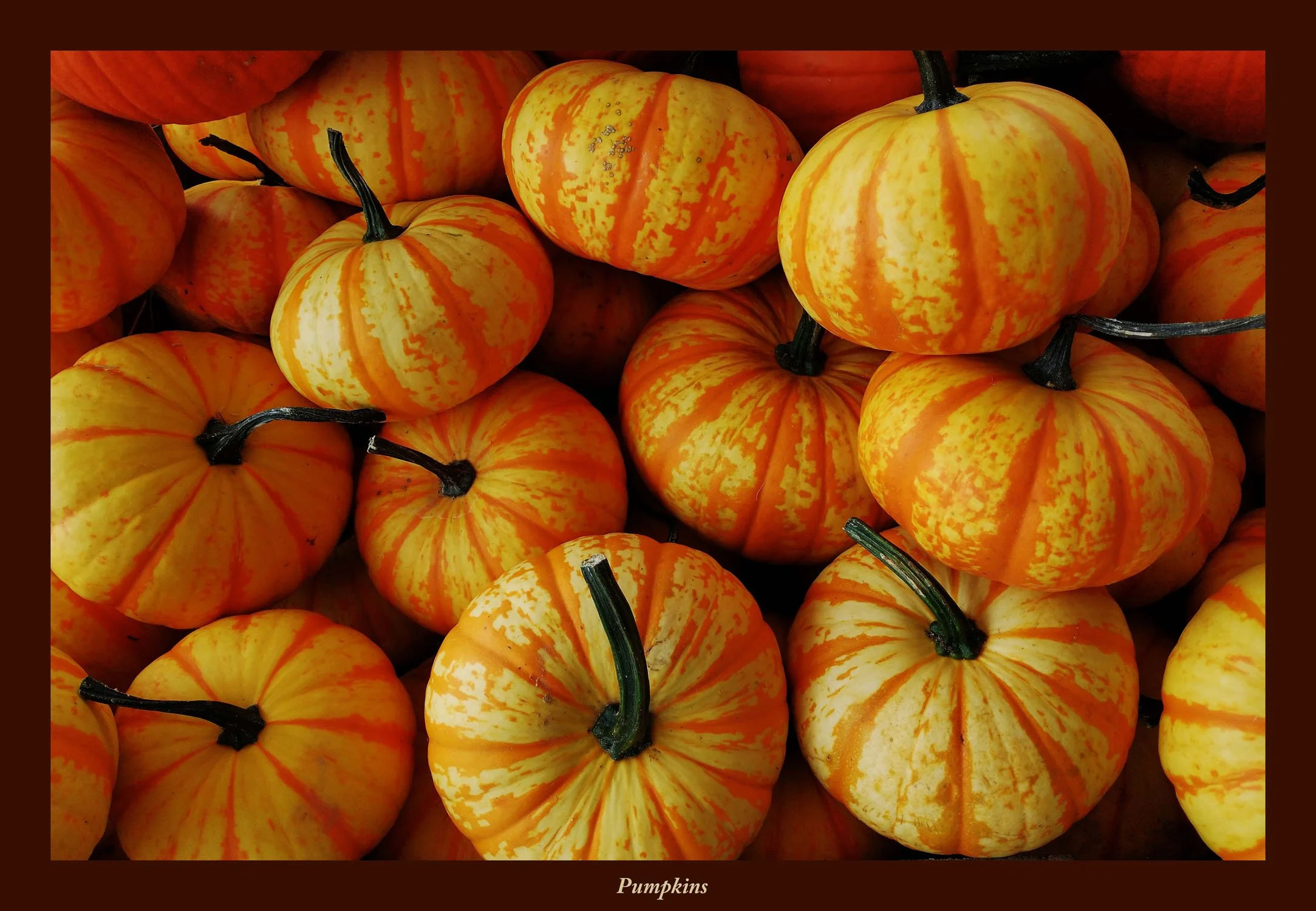 Pumpkins.jpg