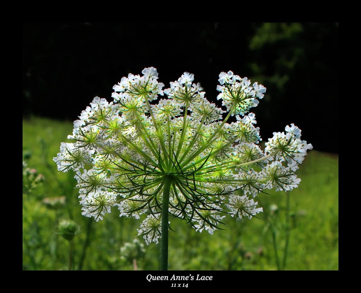 Queen Anne's Lace 11x17.jpg