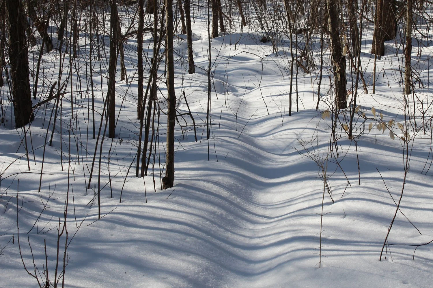 SNOW SHADOWS 2.jpg