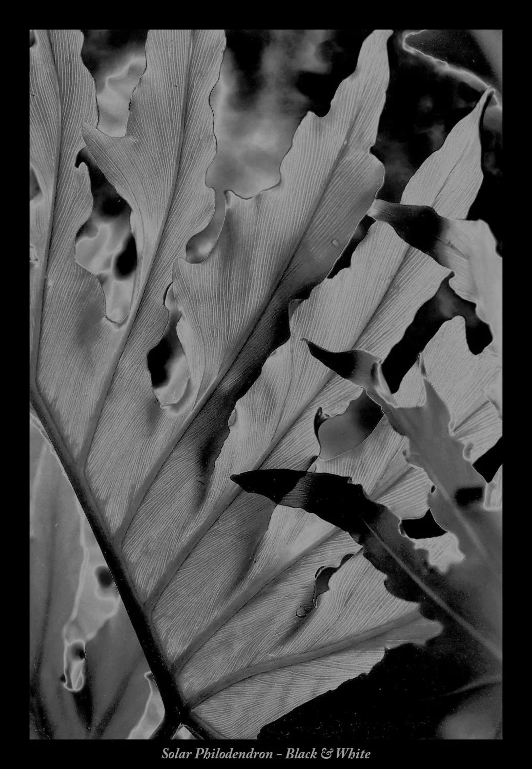 Solar Philodendron BW.jpg