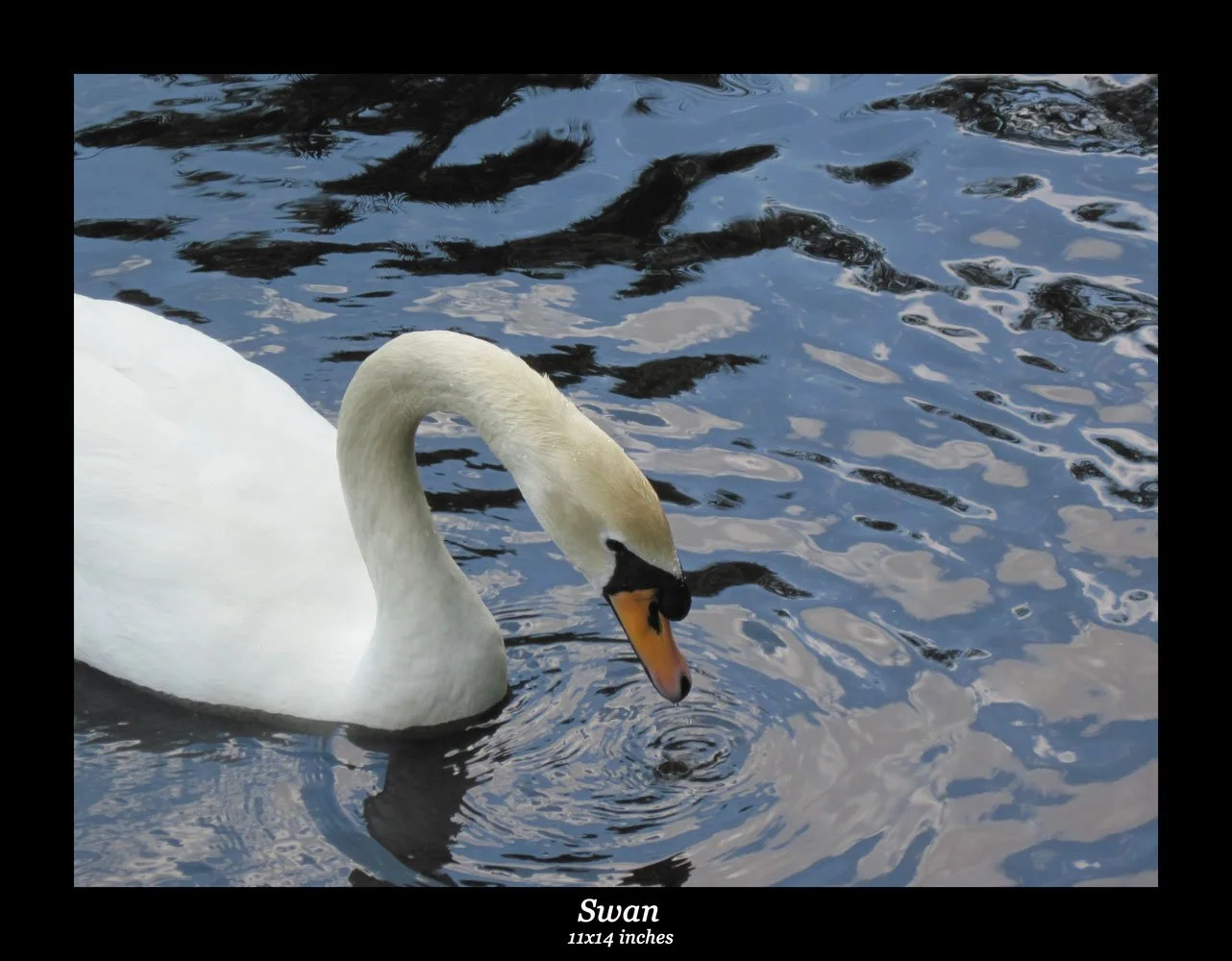 Swan.jpg
