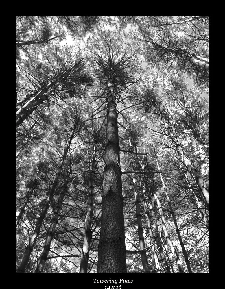 Towering Pines.jpg
