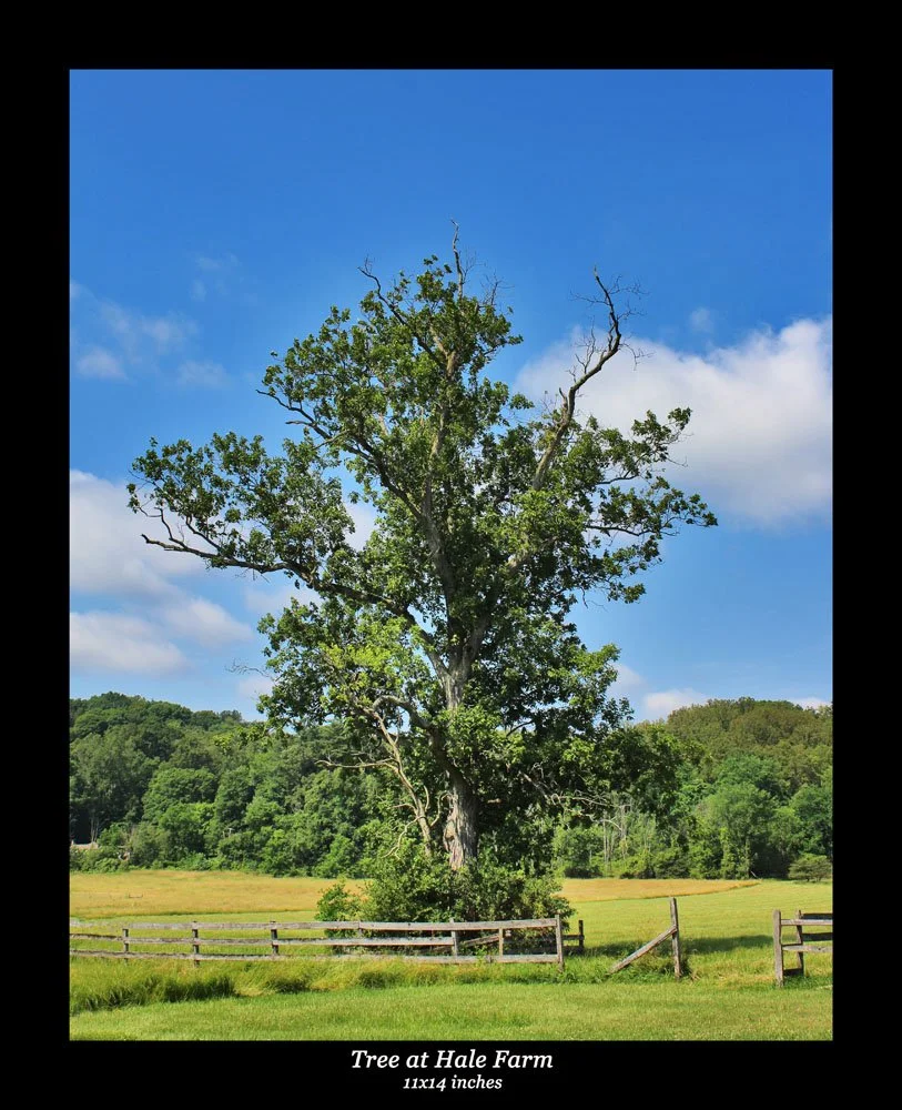 Tree at Hale Farm 11x14.jpg