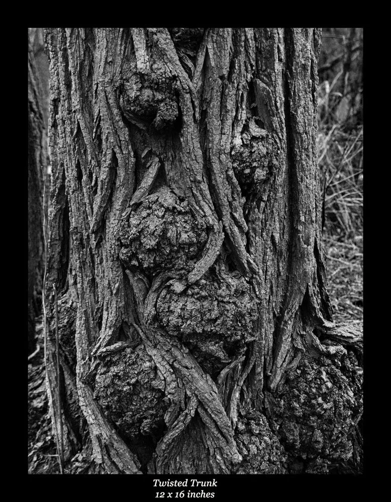 Twisted Trunk.jpg