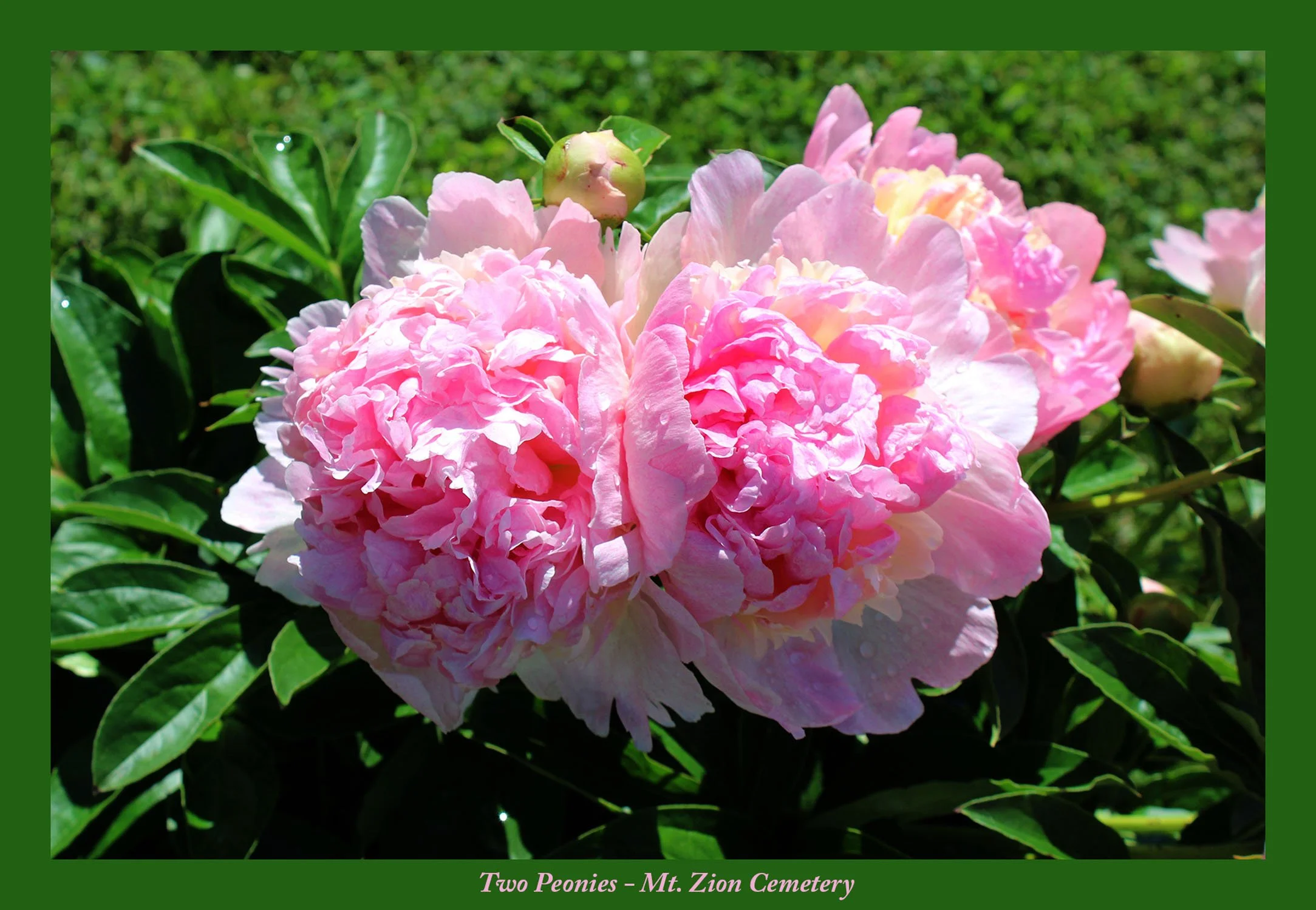 Two Peonies - Mt.jpg