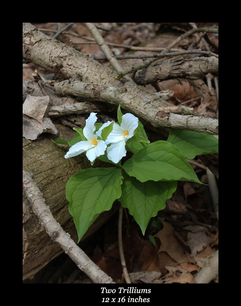 Two Trilliums.jpg