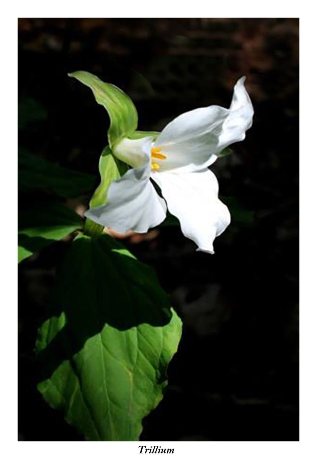 White Trillium 2015.jpg