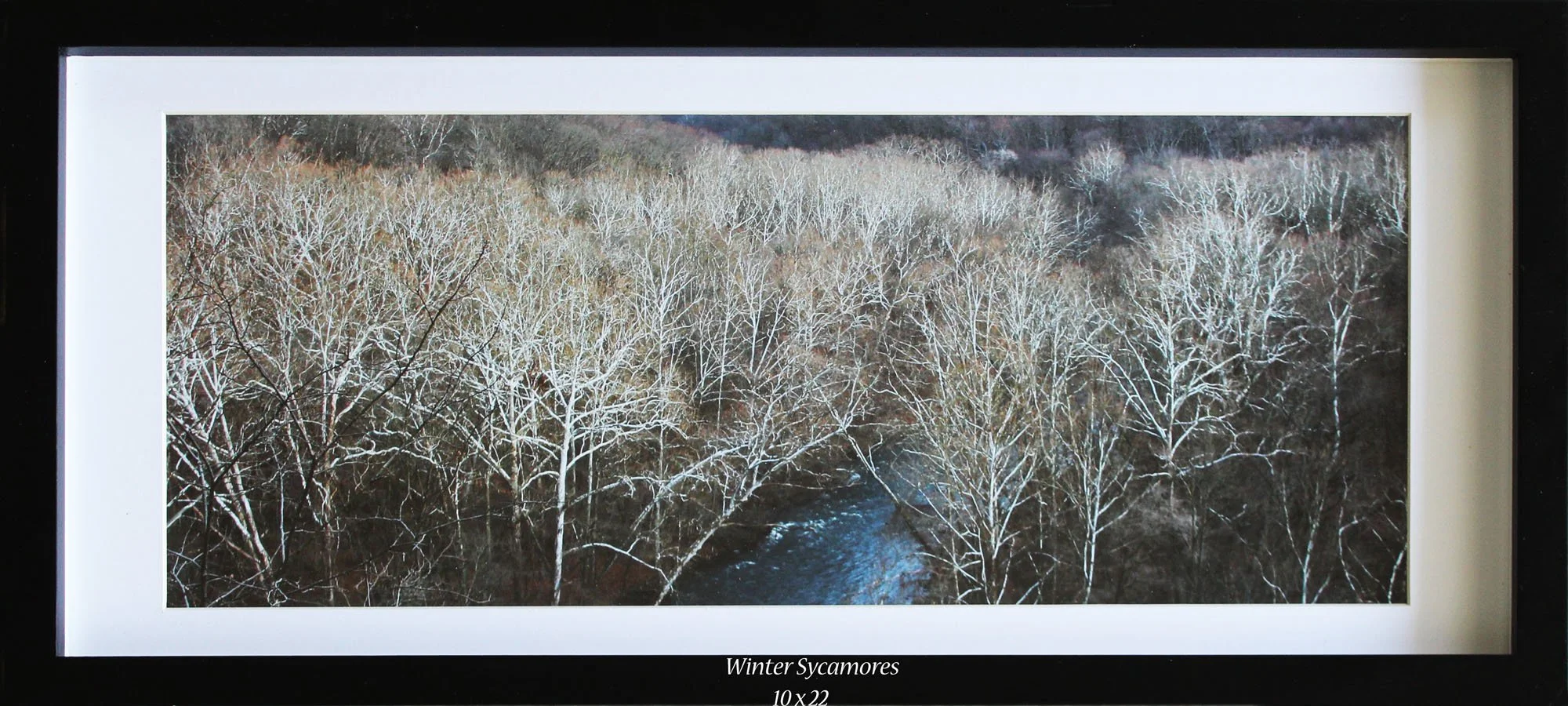 Winter Sycamores # 393 - 10x22 framed - TITLED.jpg