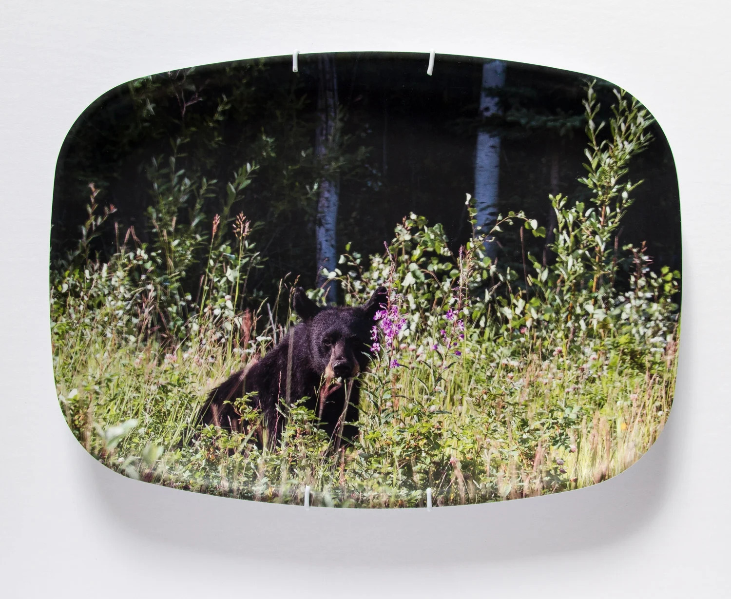 American Mythologies , photograph on melamine platter, 10 x 14 inches, 2016 (Alaska Highway)