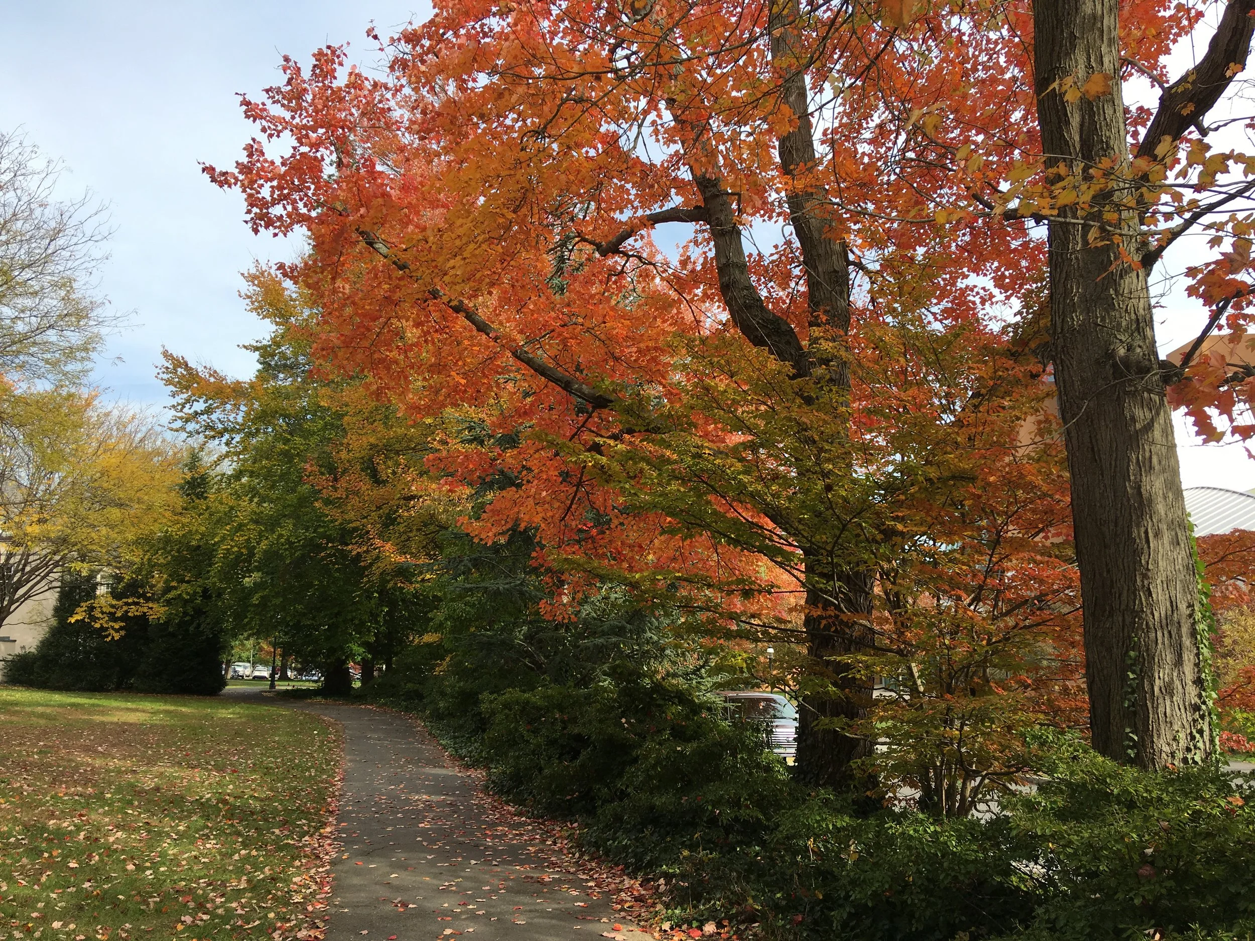 The leaves are changing, and so am I.