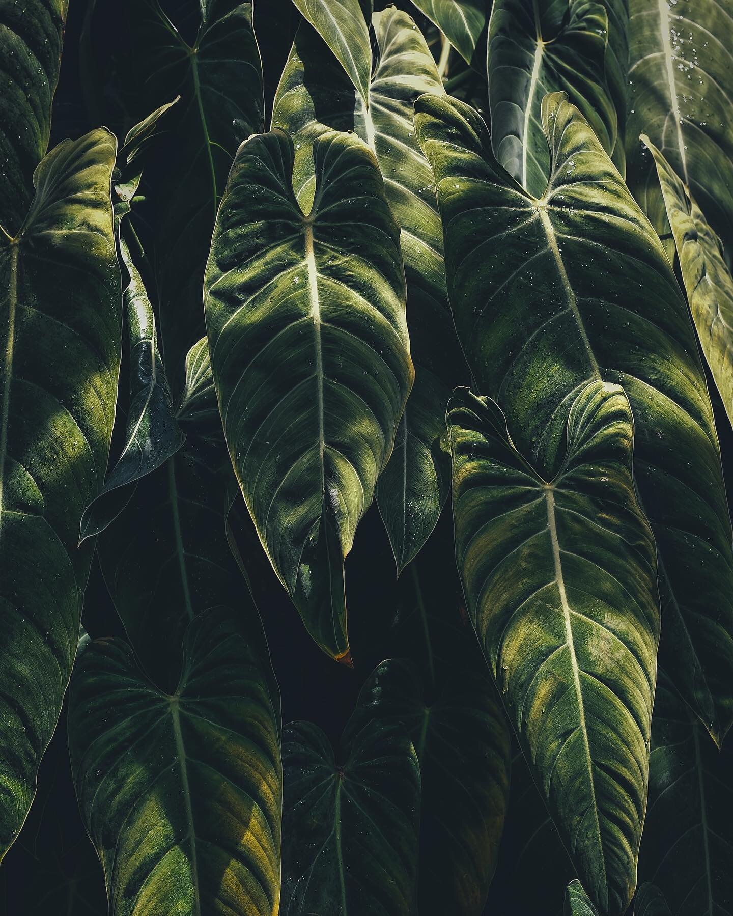 Surrounding ourselves with nature and plants can have a profound impact on our mental and emotional wellbeing? 🌿✨ 

#NeuroscienceDesign #WellbeingSpaces #HEIMA #wellbeing #planttherapy