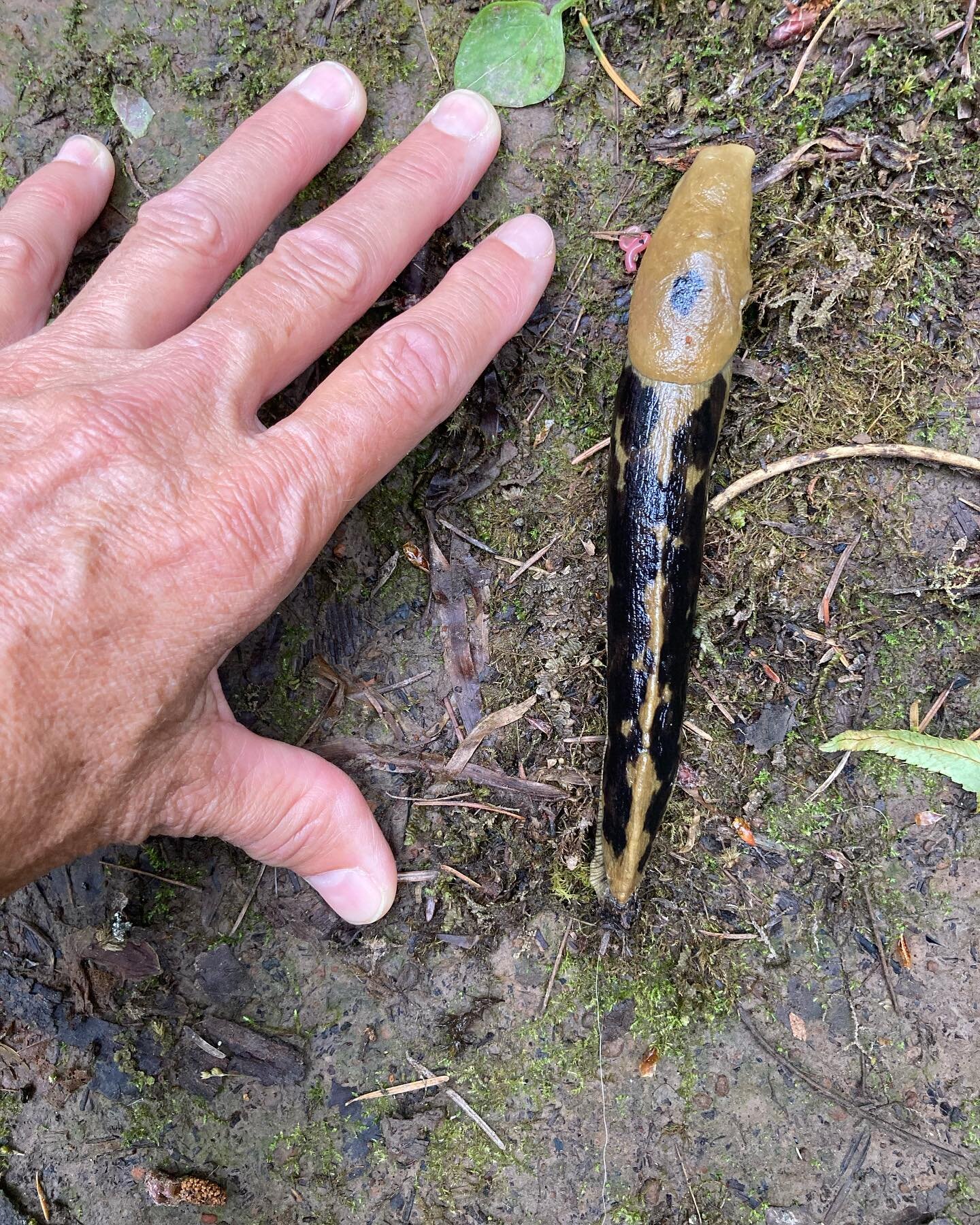 Banana Slug. Forest Park. Portland