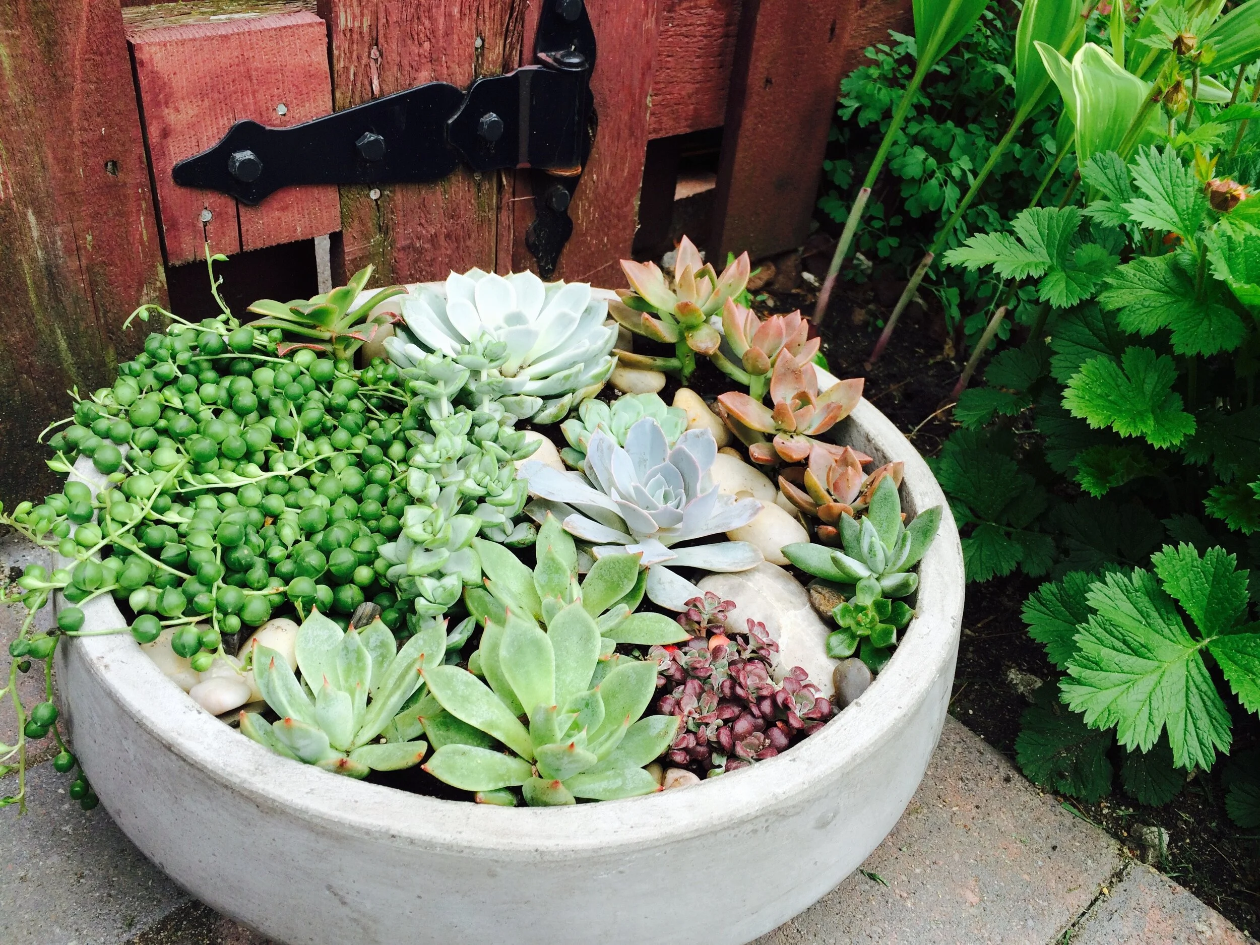 succulent planter.JPG
