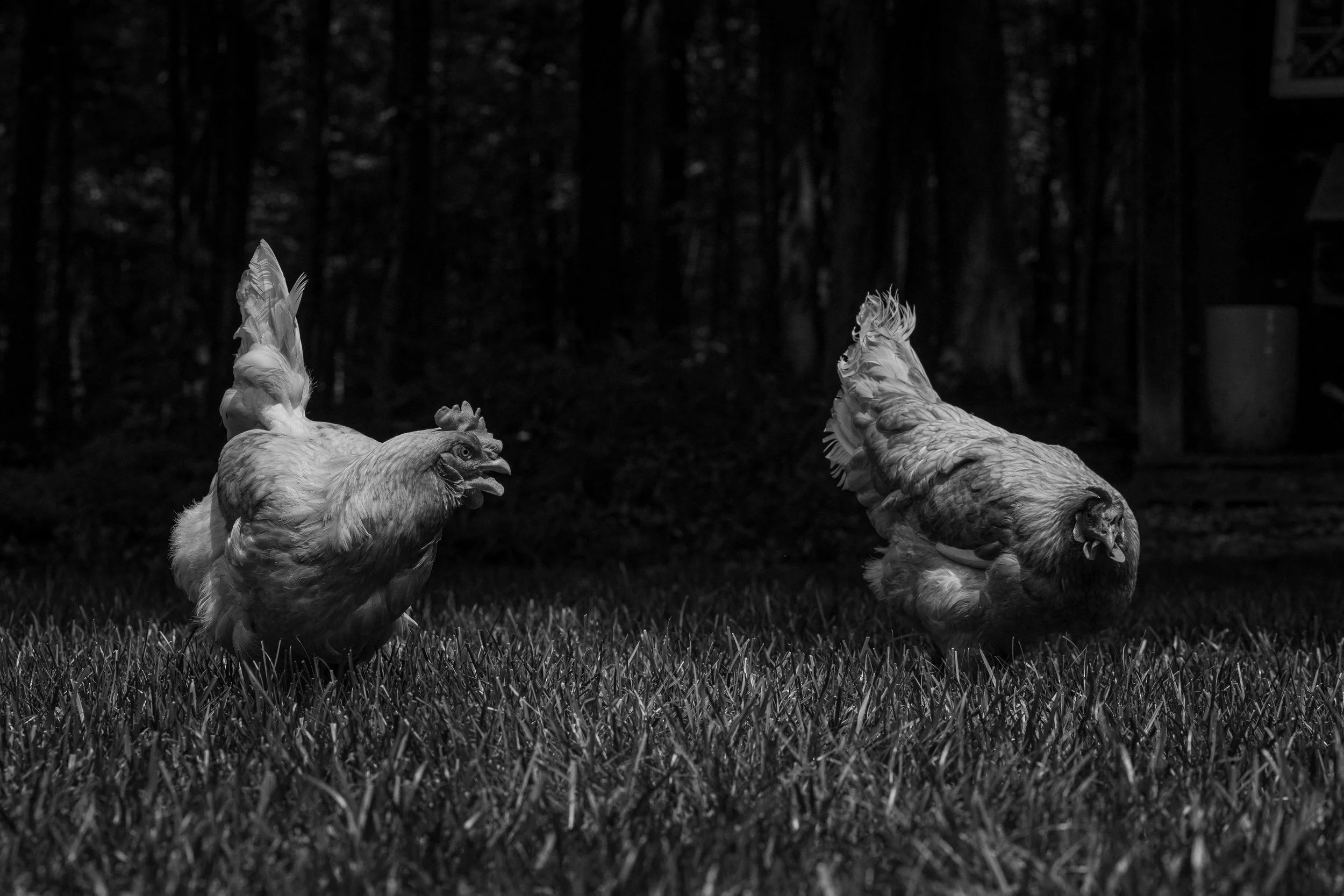 The Girls_Chickens-1.jpg