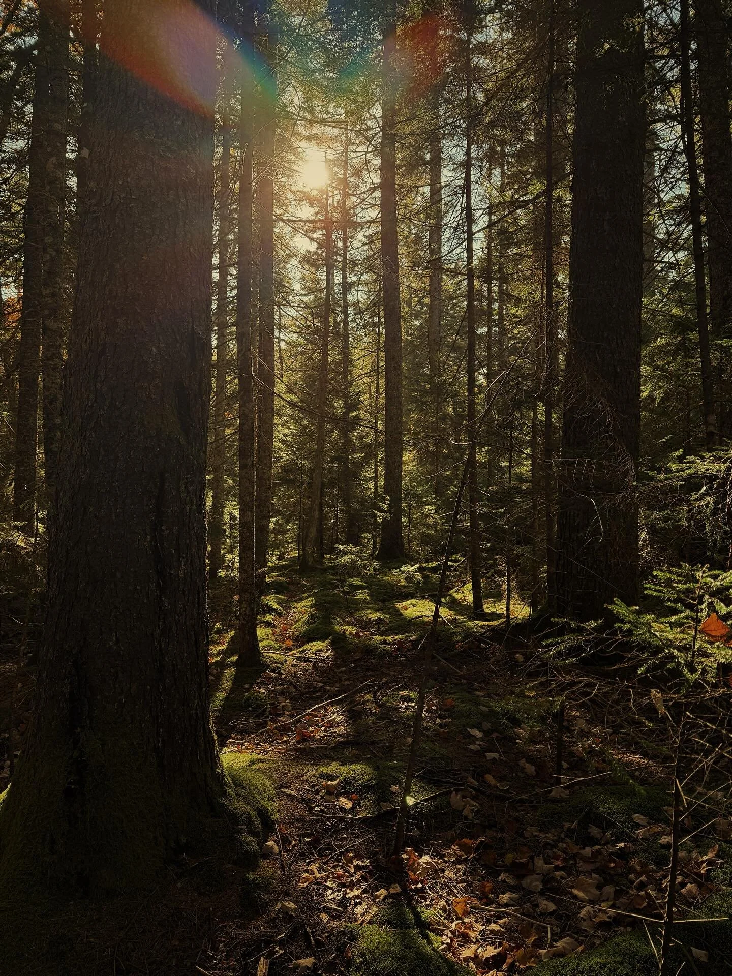 Somewhere in Maine.
October 2025