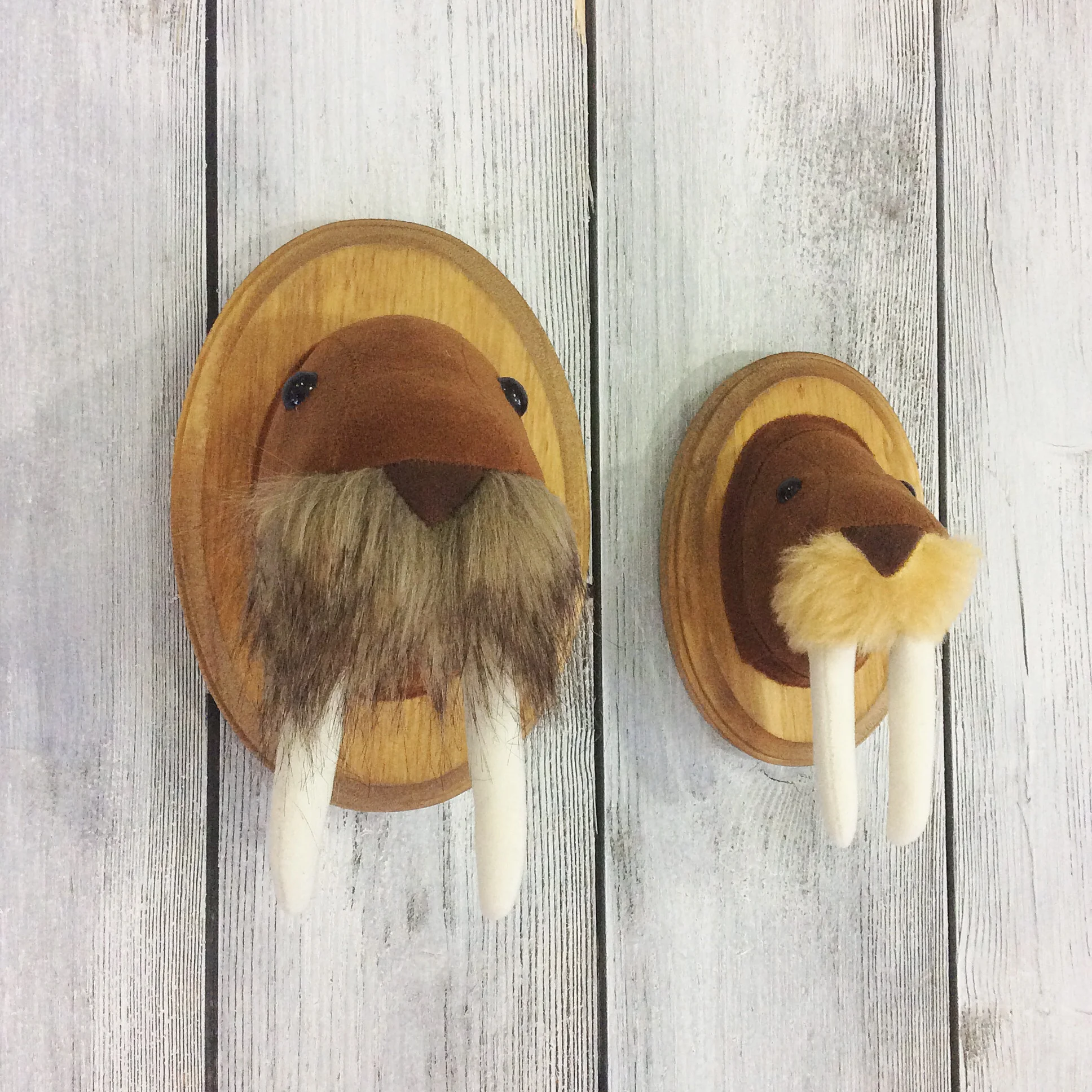 walruses.jpg