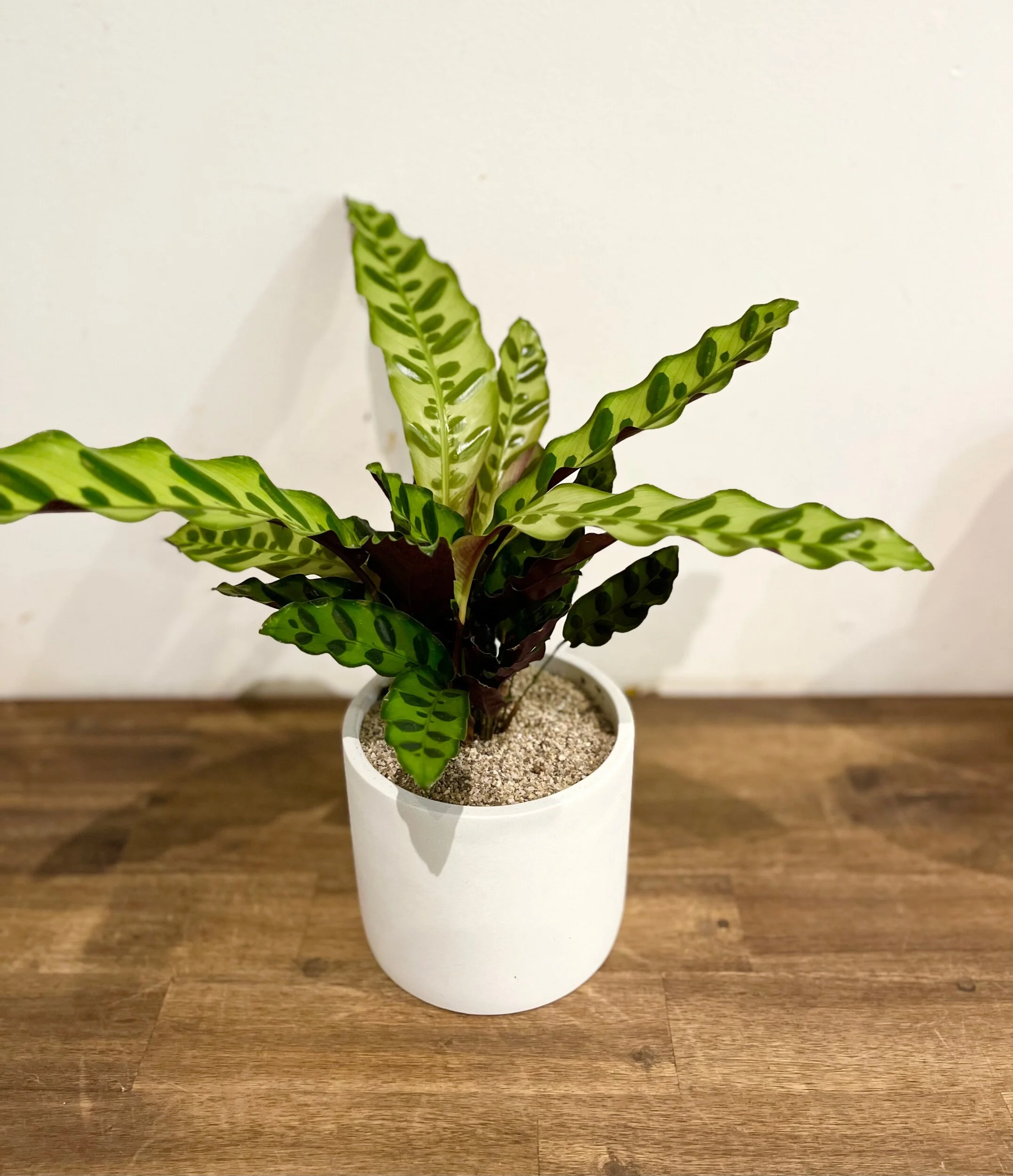 13F367EE-0407-47C6-A8B8-09380223B124