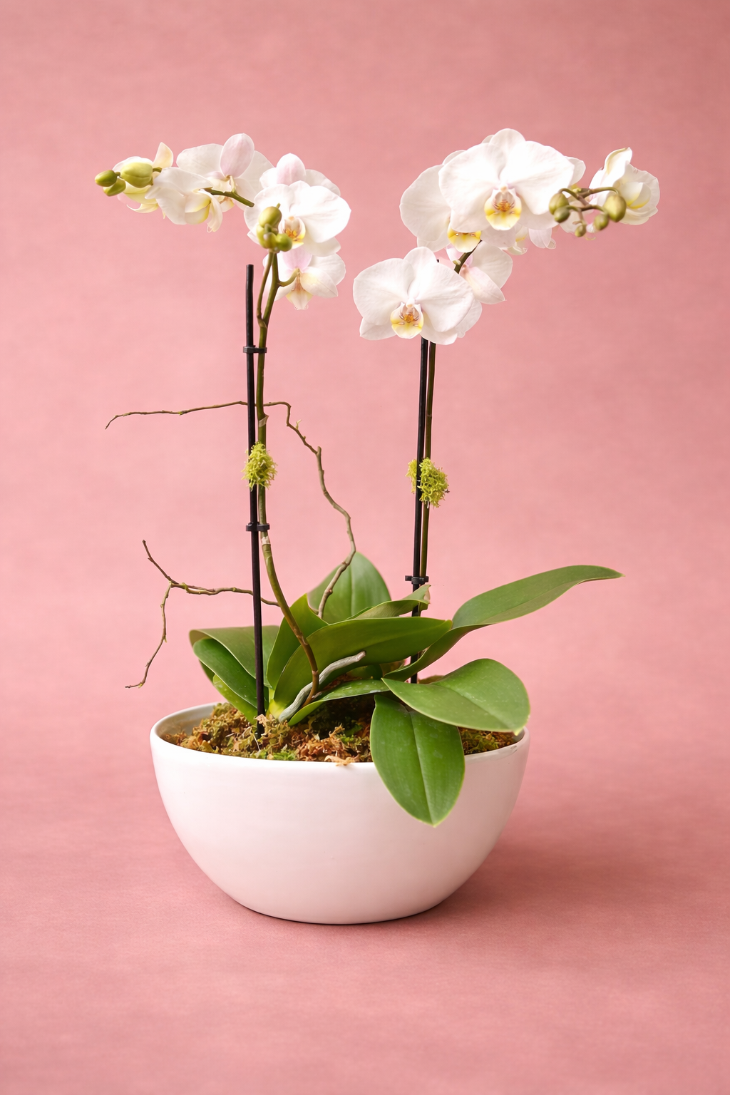 Double Short Phalaenopsis Orchid