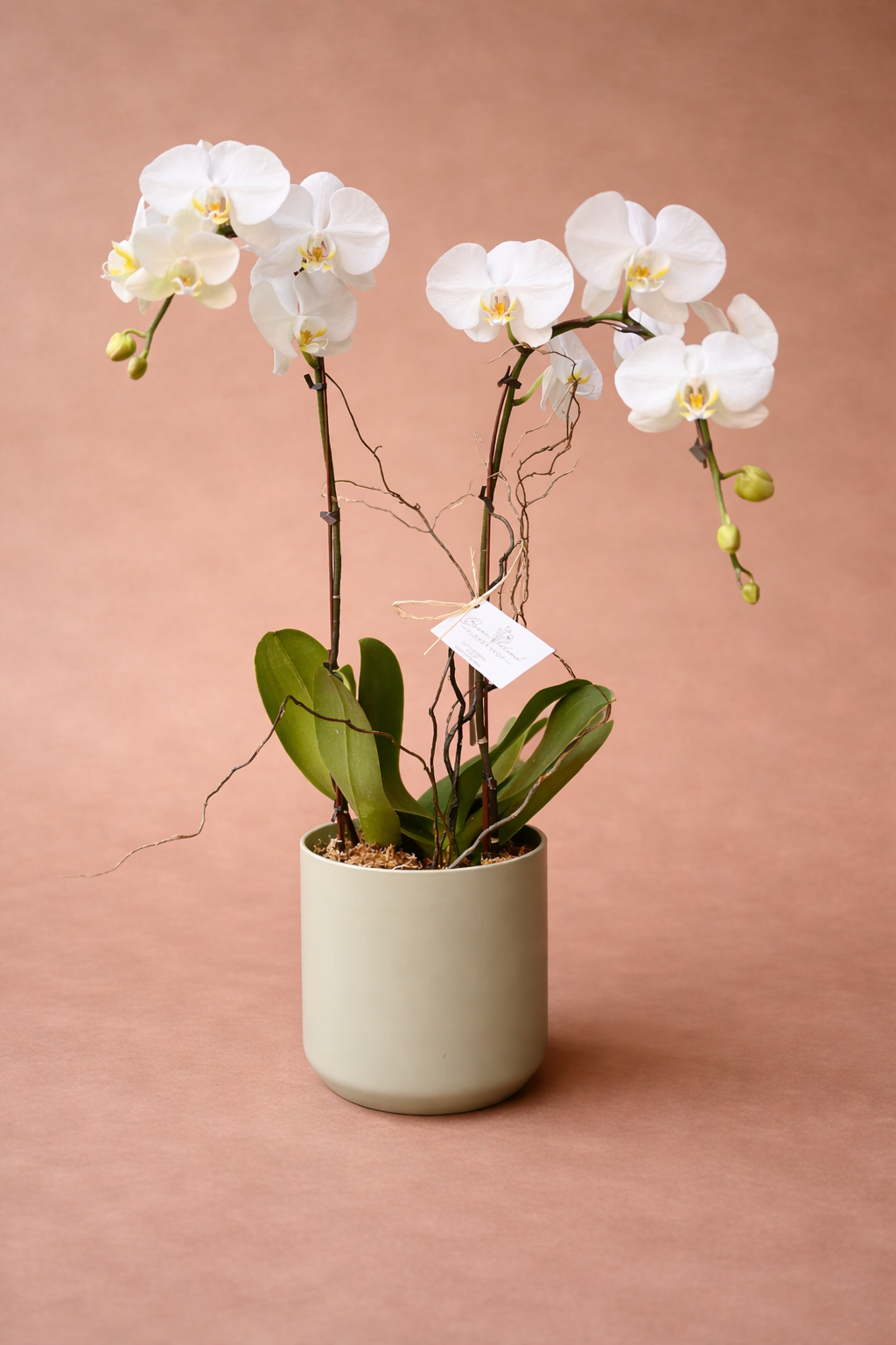 Phalaeonopsis Orchid