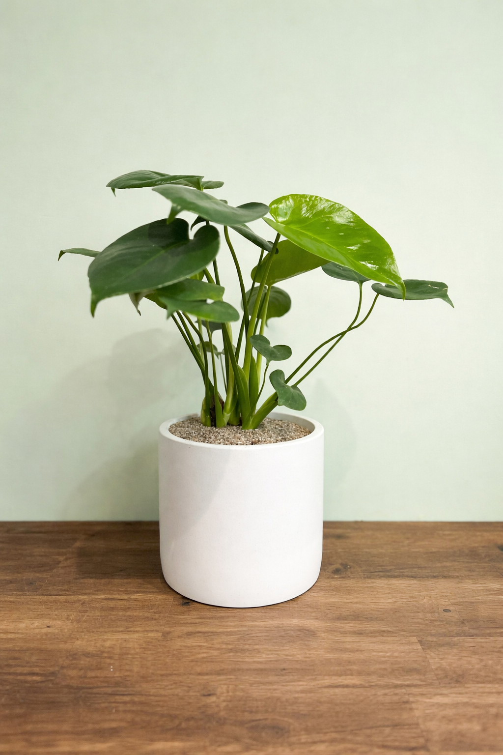 Potted Indoor Tropical
