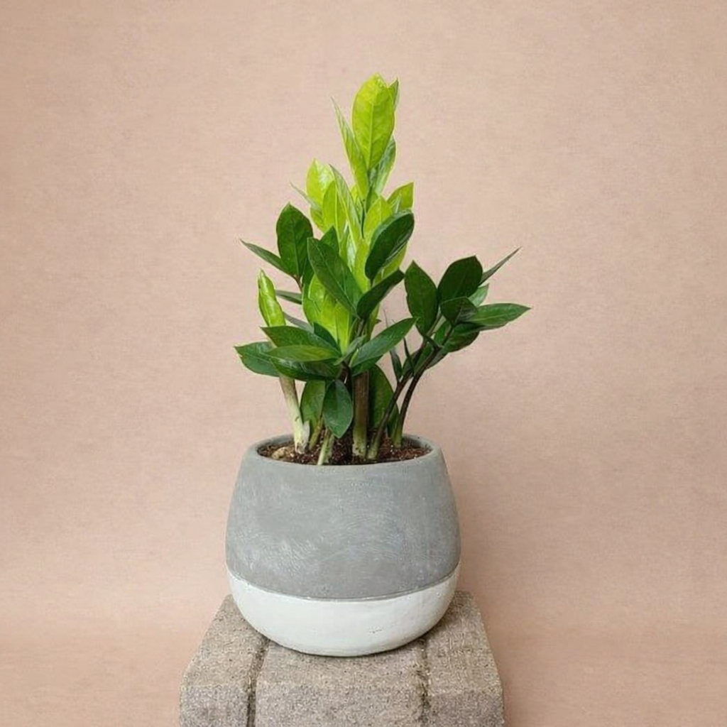 ZZ Plant