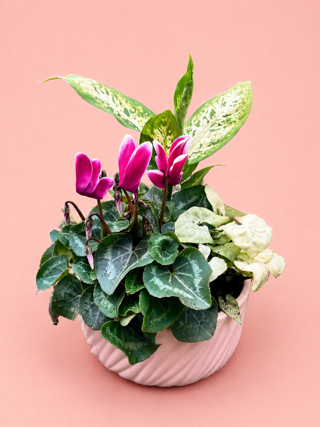 Indoor Tropical Planter