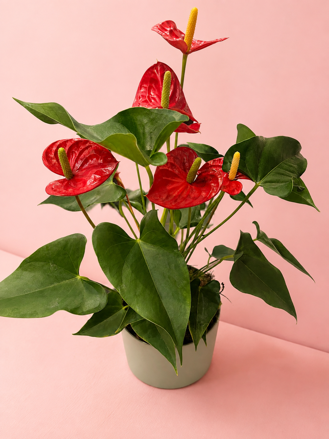 Anthurium