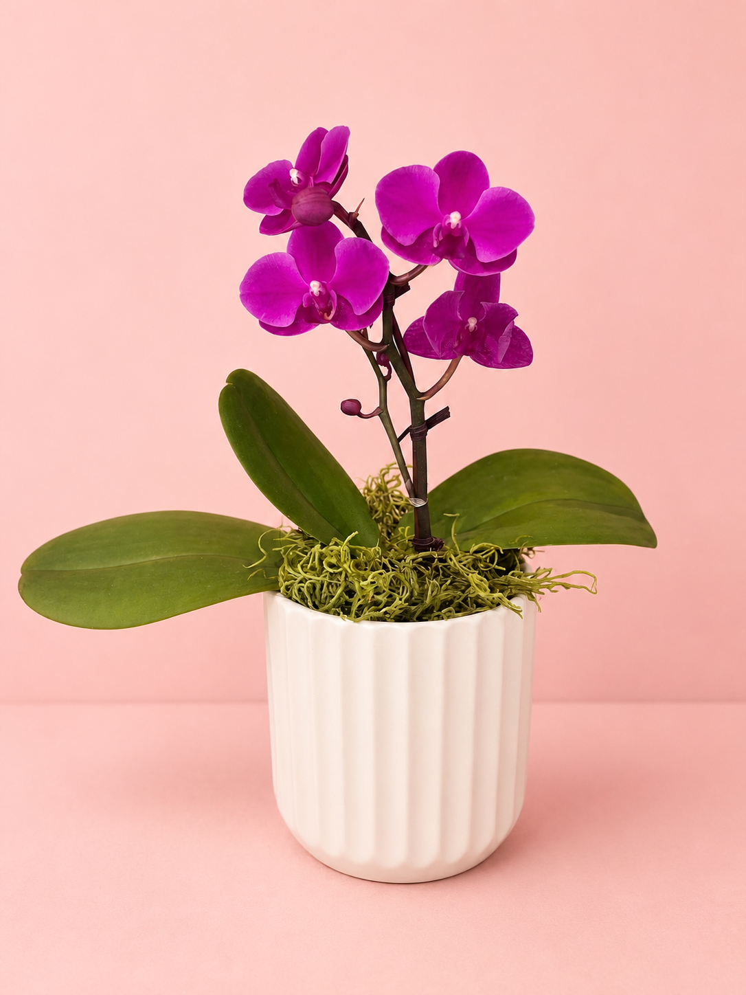 Single Short Orchid