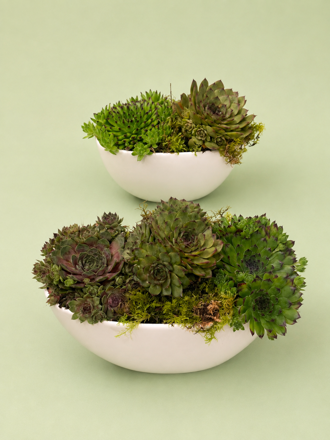 Succulent Planter